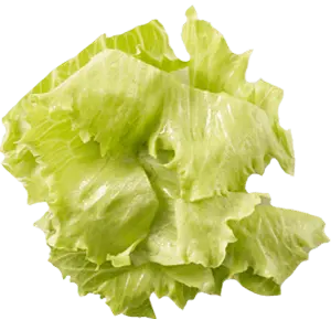 Lettuce